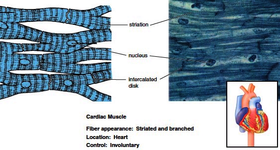 Muscular Tissue. Classification of Muscular Tissue